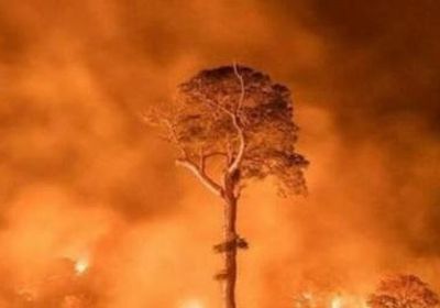 ترامب: كل الدعم للبرازيل في أزمة حرائق الأمازون