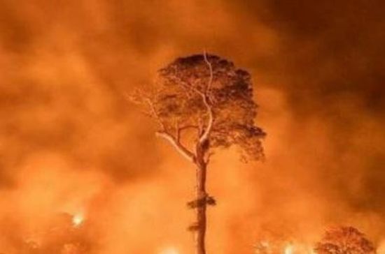 ترامب: كل الدعم للبرازيل في أزمة حرائق الأمازون