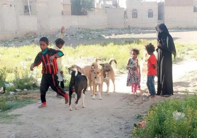 ارتفاع الوفيات جراء الكلاب الضالة بصنعاء.. تفاصيل