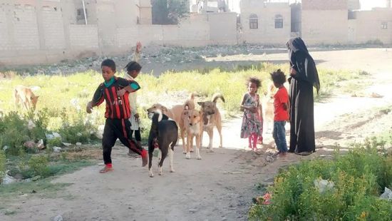 ارتفاع الوفيات جراء الكلاب الضالة بصنعاء.. تفاصيل
