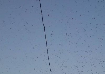 انتشار كبير لأسراب الجراد في سماء مدينة الحوطة  المشهد العربي ـ خاص: