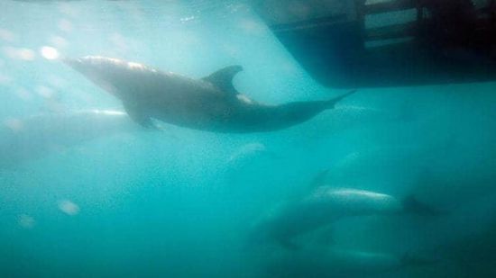 علماء: موجة حر جديدة في المحيط قبالة الساحل الغربي لأمريكا