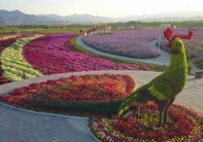 الصين: بناء أربعة مراكز في الخارج لنقل التكنولوجيا الزراعية