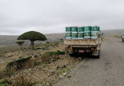 بدعم سعودي..توزيع 370 سلة غذائية في سقطرى (صور)