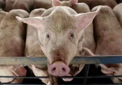 كوريا الجنوبية تعلن عن ثاني حالة إصابة بـ"حمى الخنازير"
