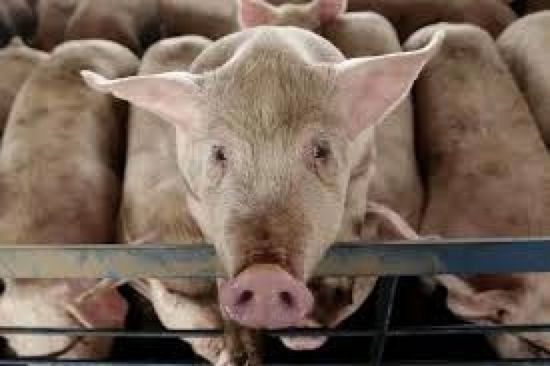 كوريا الجنوبية تعلن عن ثاني حالة إصابة بـ"حمى الخنازير"