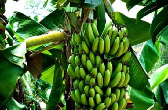 فطر يهدد وجود "الموز" في العالم