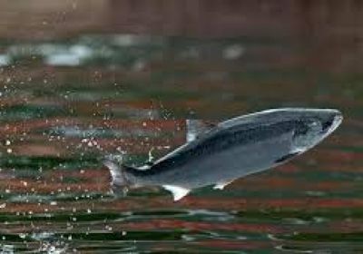 فرار أكثر من 32 ألف سمكة سلمون من مزرعة في تشيلي