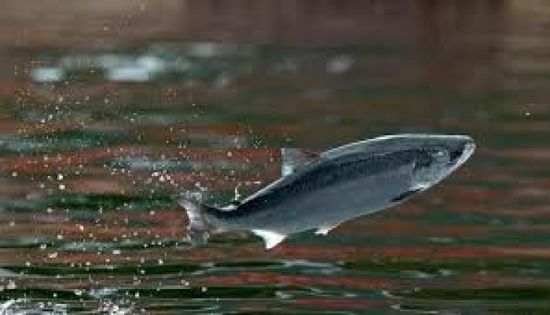 فرار أكثر من 32 ألف سمكة سلمون من مزرعة في تشيلي