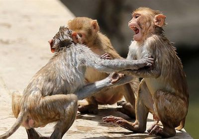 القرود تروع سكان قرية فريندافان في الهند