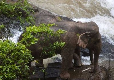 هلاك 6 أفيال بشلال في تايلاند لإنقاذ رضيع