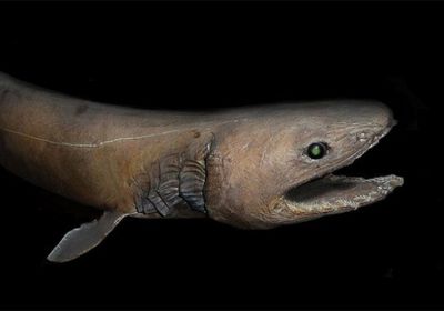 عمرها نحو 360 مليون سنة ..اكتشاف سمكة قرش تشبه الثعبان في المغرب