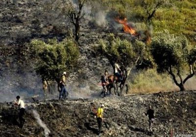 مستوطنون يشعلون النار في أشجار الزيتون بالضفة الغربية