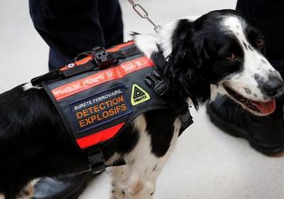 في بريطانيا.. استخدام كلاب قادرة على شم الانتحاريين قبل وقوع فعلتهم
