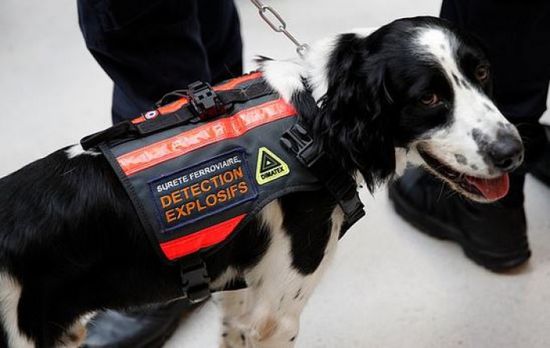 في بريطانيا.. استخدام كلاب قادرة على شم الانتحاريين قبل وقوع فعلتهم