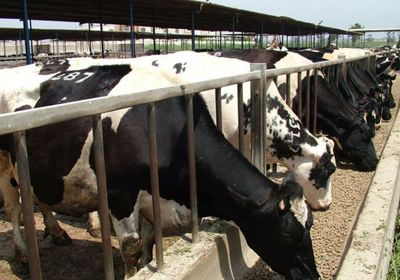 السودان يقرر وقف صادرات الماشية بعد ظهور حمى الوادى المتصدع