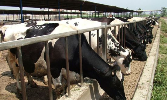السودان يقرر وقف صادرات الماشية بعد ظهور حمى الوادى المتصدع