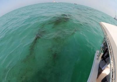 البرازيل تطالب فنزويلا بتقديم جواب بشأن انتشار بقعة نفطية 