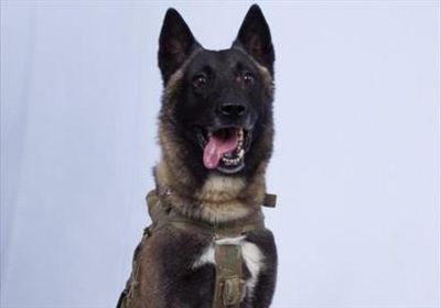 ترامب ينشر صورة كلب: شارك بمهمة عظيمة في قتل البغدادي