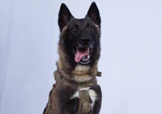 ترامب ينشر صورة كلب: شارك بمهمة عظيمة في قتل البغدادي