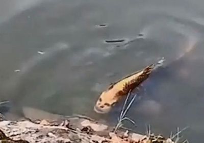 شاهد.. سمكة بوجه إنسان تثير الرعب في الصين