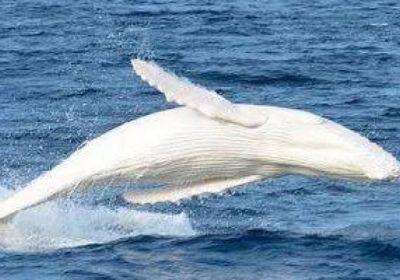 بوتين يأمر بإطلاق سراح عشرات الحيتان البيضاء الأسيرة
