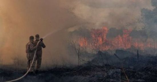 البرازيل: معدل إزالة الغابات في منطقة الأمازون وصلت إلى أعلى مستوياتها