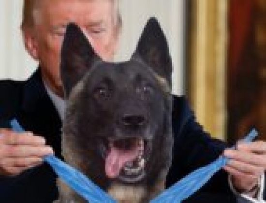 في سابقة من نوعها.. ترامب يستقبل كلبا بالبيت الأبيض لهذا السبب