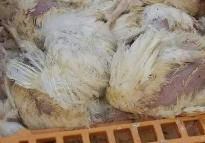 لتمرير دجاج فاسد.. لوبي إخواني يمنع إنشاء نقطة فحص بمسالخ تعز