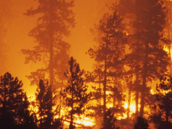 فرق مكافحة الحرائق بأستراليا تستغل تحسن الطقس للسيطرة على حرائق الغابات