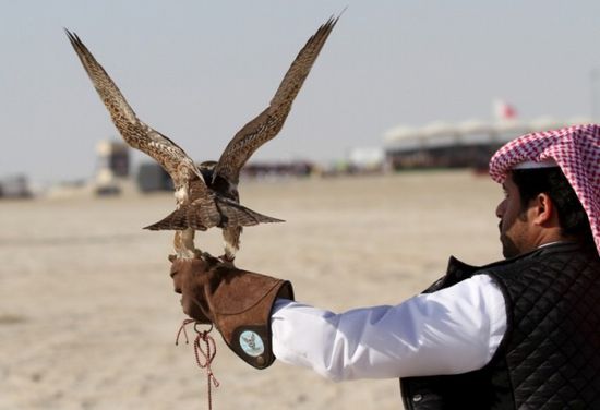 باكستان تقبض على 7 مواطنين قطريين لمحاولتهم صيد طائر "الحبارى الأفريقي"