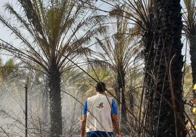 بدعم إماراتي.. إجراءات قوية بسقطرى لمكافحة سوسة النخيل الحمراء