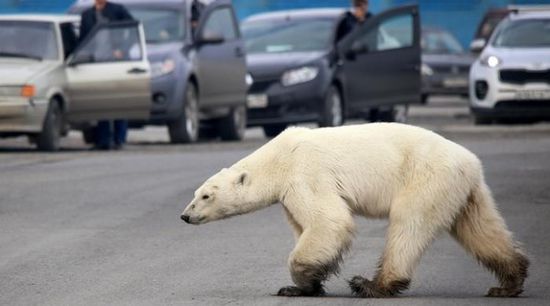 حظر تجوال على بلدة روسية إثر انتشار 60 دب قطبي بحثًا عن غذاء بعد انحسار الجليد
