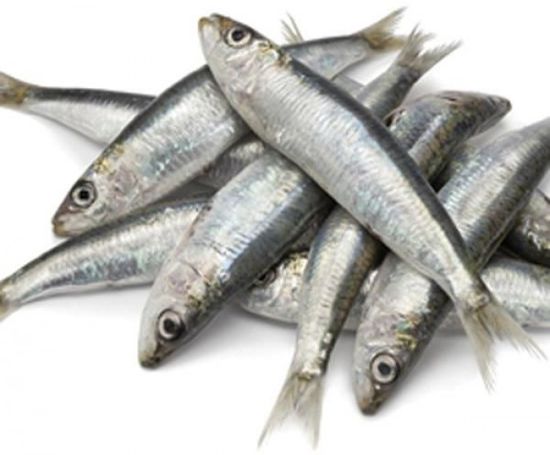 يحمي من الشيخوخة المُبكّرة.. فوائد سمك السردين عديدة