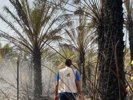 إجراءات جديدة لمكافحة سوسة النخيل بسقطرى