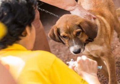 صنعاء تُسجل يومياً 25 حالة إصابة بداء الكلب