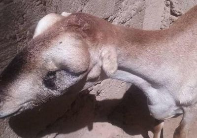 وسط مخاوف من تفشيه.. نفوق أغنام في المحفد بسبب مرض مجهول