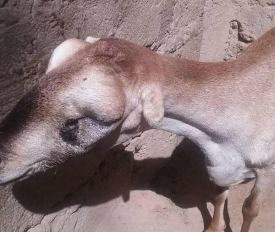 وسط مخاوف من تفشيه.. نفوق أغنام في المحفد بسبب مرض مجهول