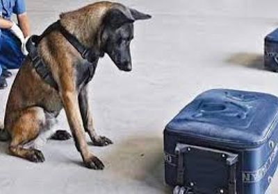 لهذا السبب.. أمريكا توقف إرسال كلاب مدربة إلى الأردن ومصر