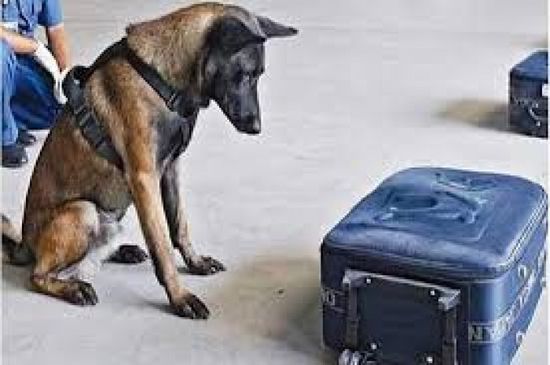 لهذا السبب.. أمريكا توقف إرسال كلاب مدربة إلى الأردن ومصر