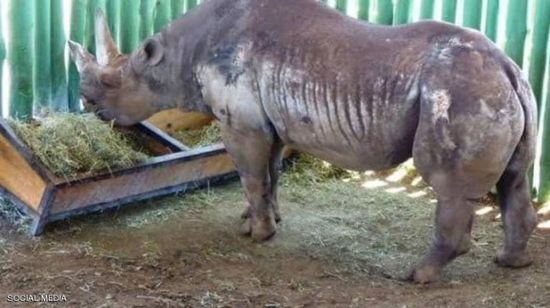 نفوق أنثى وحيد القرن الأكبر سنًا في العالم