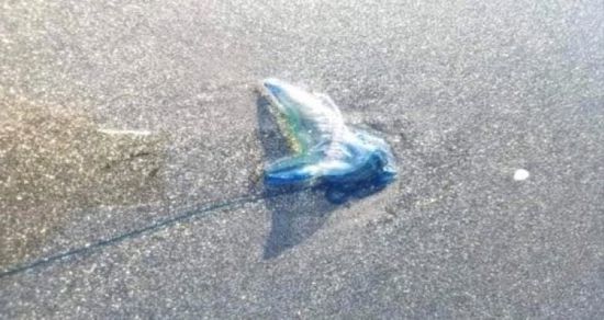 تحذيرات للمواطنين من ظهور "قنديل البحر" في سواحل عدن