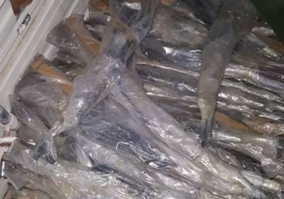 مليشيا الإخوان تكدس مخازن سرية بأسلحة مهربة في تعز