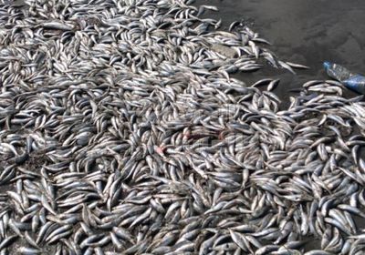 أسماك نافقة تطفو على ساحل صيرة بعدن