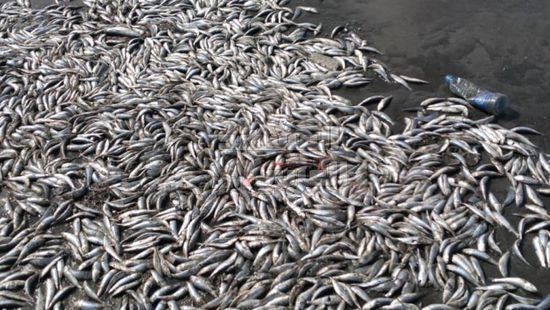 أسماك نافقة تطفو على ساحل صيرة بعدن