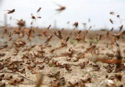 البيئة السعودية تحذر من هجمات أسراب الجراد القادمة من اليمن