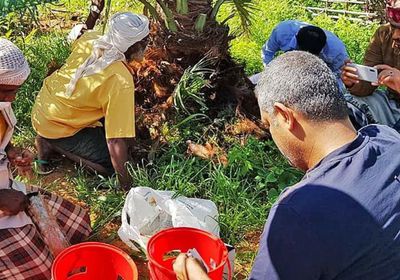 حملة إماراتية لتخليص سقطرى من سوسة النخيل الحمراء (صور)