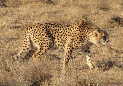 إحباط تهريب حيوانات مفترسة من اليمن إلى السعودية