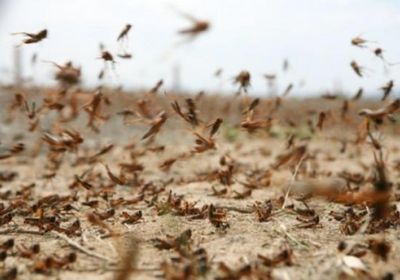 أسراب الجراد تجتاح مناطق ريمة وتعز