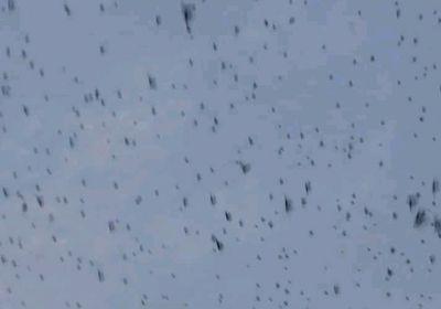 الجراد يهاجم مزارع ردفان